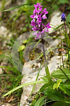 Wild Early purple orchid plant Ã¢â¬â Orchis mascula photo